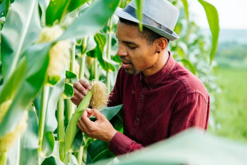 Maximizing Efficiency: The Integration of Fertigation…