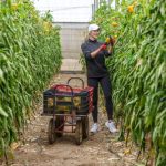 Sustainability and Profitability: A Dual Approach in Smart Farming