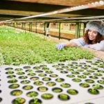 CEA for Medicinal Cannabis Cultivation