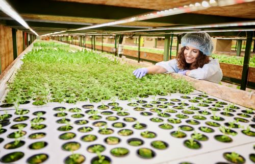 CEA for Medicinal Cannabis Cultivation