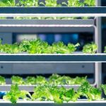 Innovations in Vertical Farming Systems