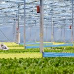 Carbon Footprint Reduction in CEA