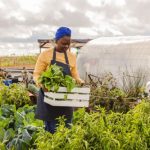 CEA for Culinary Herb Production