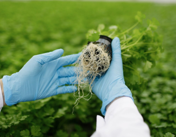 Precision Fertilization