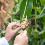 Crop Health