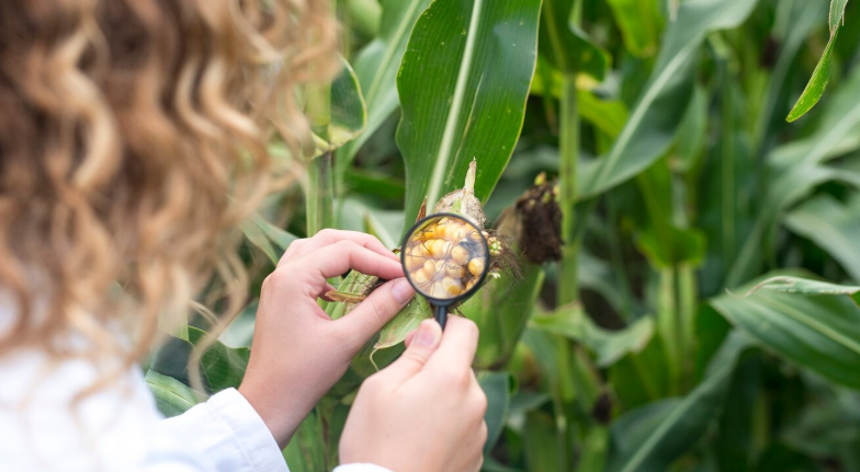 Crop Health