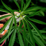 Weed Management