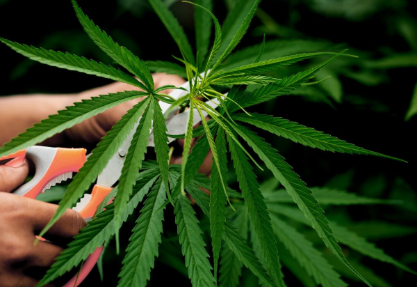 Weed Management