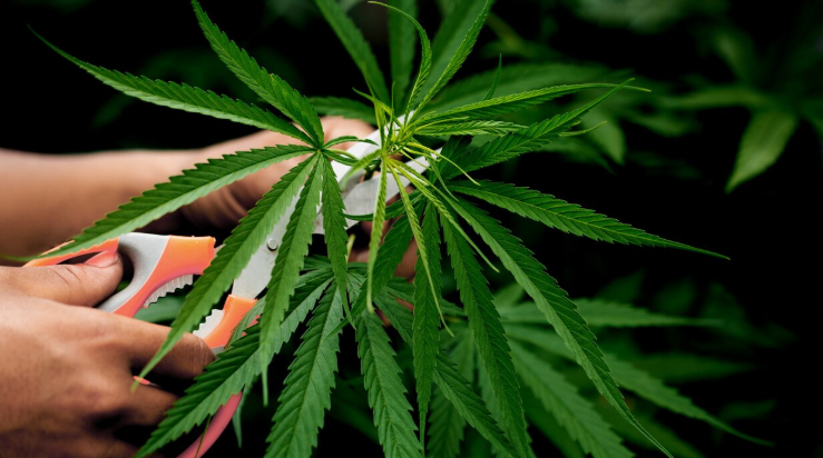 Weed Management