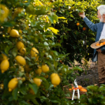 Fruit Orchards