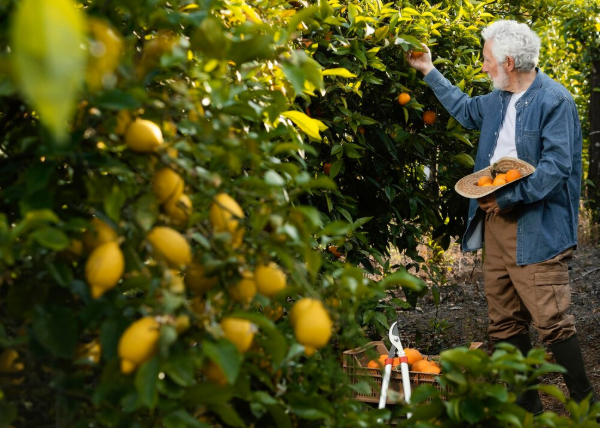 Fruit Orchards