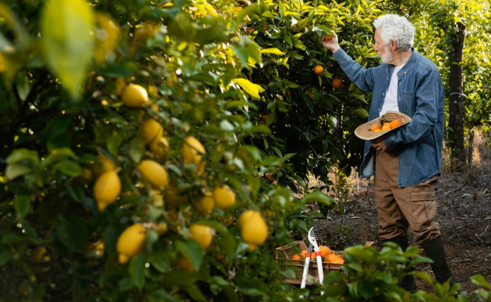 Fruit Orchards