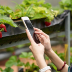 IoT in Smart Agriculture