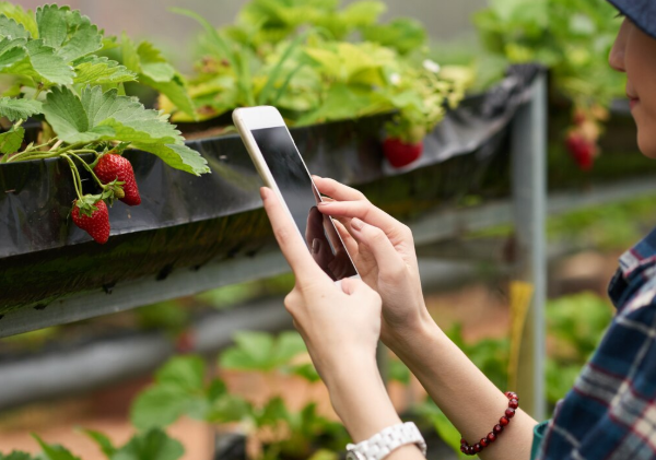 IoT in Smart Agriculture