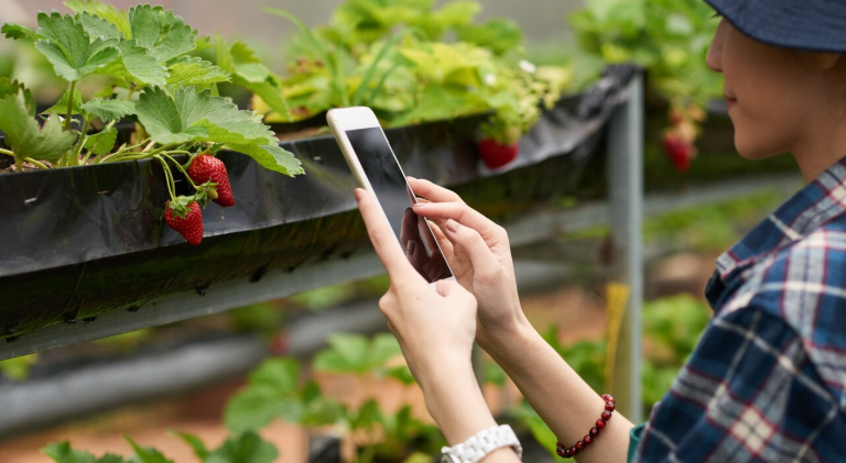 IoT in Smart Agriculture