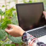 crop monitoring