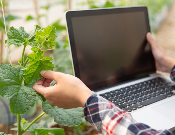 crop monitoring