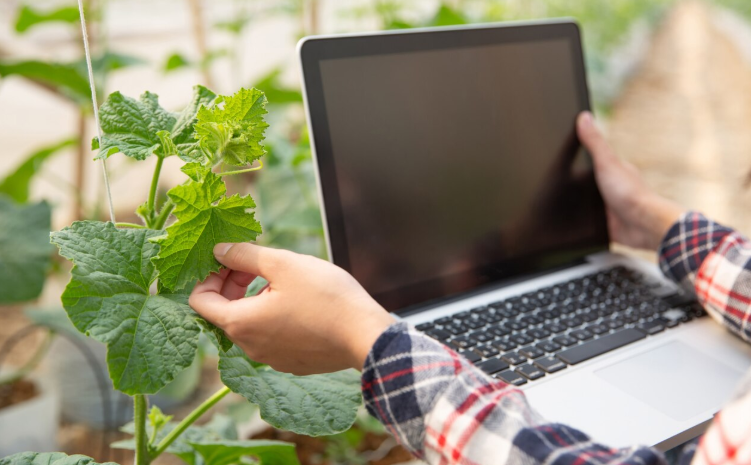 crop monitoring