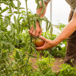 Agricultural Practices