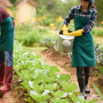 Traditional Farming