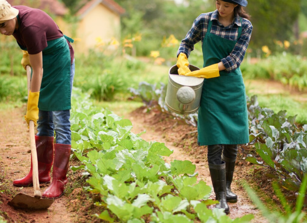 Traditional Farming