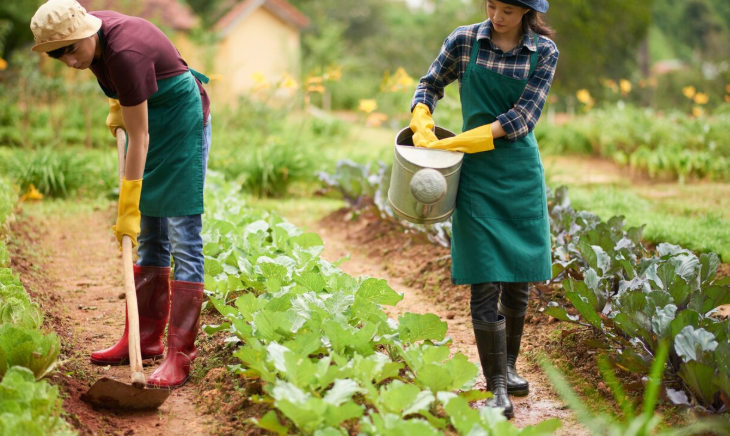 Traditional Farming